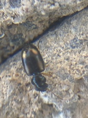 Bembidion