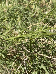 Ambrosia salsola