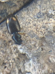 Bembidion