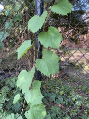 Vitis vulpina