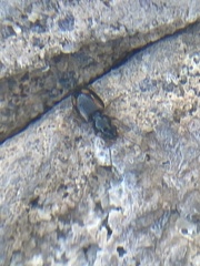 Bembidion