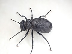 Meloe rugosus