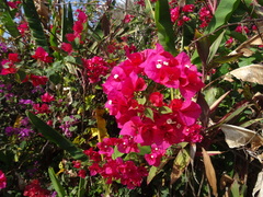 Bougainvillea glabra