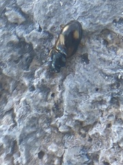 Bembidion