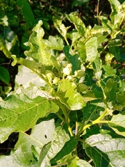 Solanum bonariense