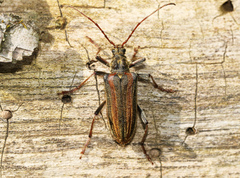 Oxymirus cursor
