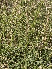 Ambrosia salsola