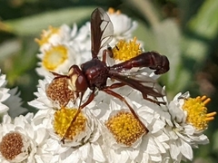 Physocephala burgessi