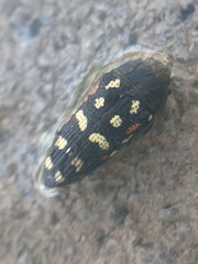 Acmaeodera gibbula