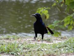 Quiscalus major westoni