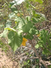 Abutilon grandifolium