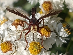 Physocephala burgessi