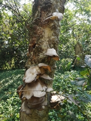 Pleurotus