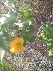 Abutilon grandifolium