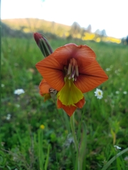 Gladiolus alatus