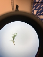 Dicranum montanum