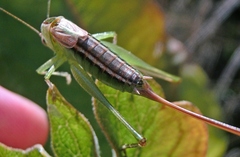 Conocephalus strictus