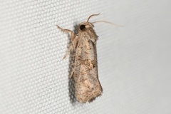 Acrolophus piger