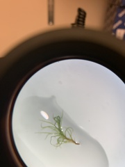 Dicranum montanum