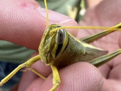 Schistocerca alutacea