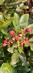 Paullinia trigonia