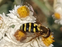 Syrphus opinator