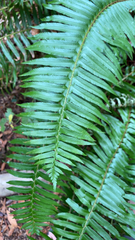 Polystichum munitum