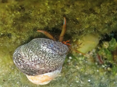 Clibanarius erythropus