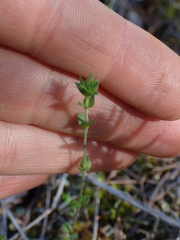 Arenaria