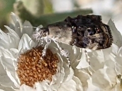 Choreutis