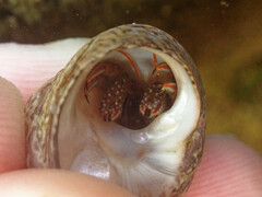 Clibanarius erythropus