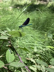 Calopteryx