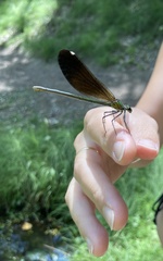 Calopteryx