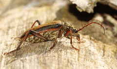 Oxymirus cursor