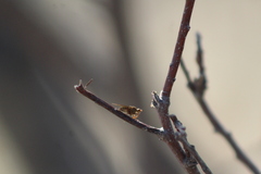 Brachycera