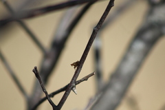 Brachycera
