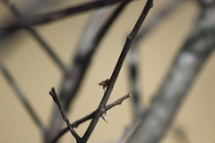 Brachycera