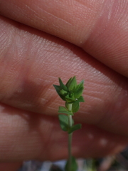 Arenaria