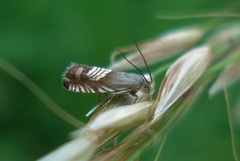Grapholita compositella