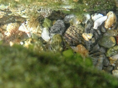 Parablennius sanguinolentus