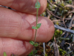 Arenaria