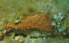Hemimycale columella