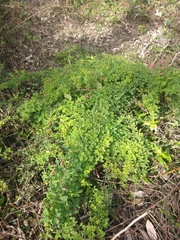 Tropaeolum pentaphyllum
