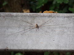 Dicranopalpus ramosus