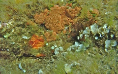 Hemimycale columella