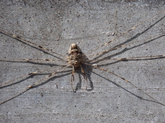 Dicranopalpus ramosus