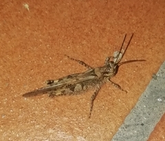 Acrotylus