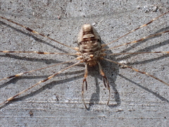 Dicranopalpus ramosus