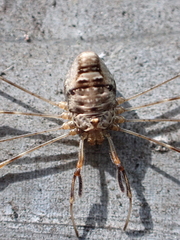 Dicranopalpus ramosus