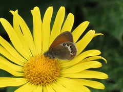 Coenonympha gardetta